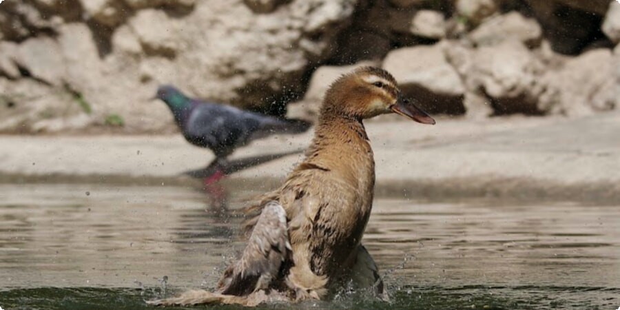 Wildlife and Birdwatching